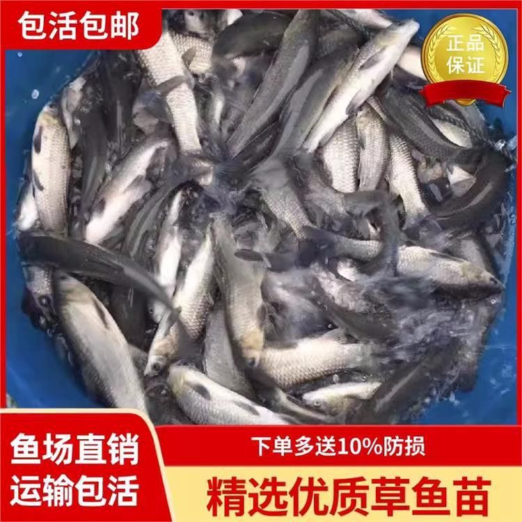 紅龍魚在哪里買便宜又好看