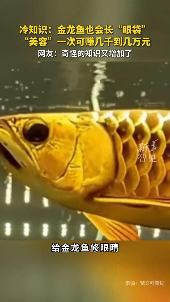 金龍魚哪個階段最難養？