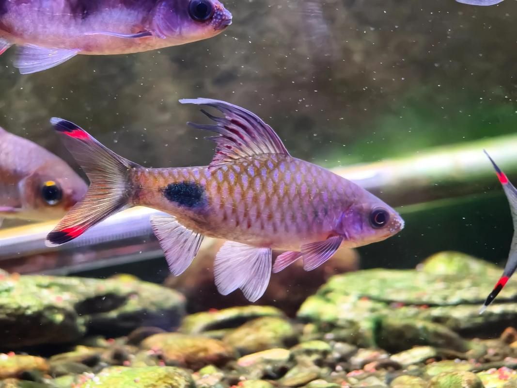 藍線黑影道人圖片 藍線黑影道人圖片 龍魚百科 第5張