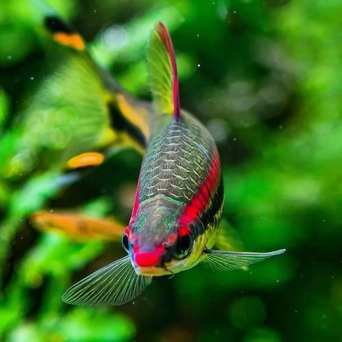 藍線黑影道人圖片 藍線黑影道人圖片 龍魚百科 第2張