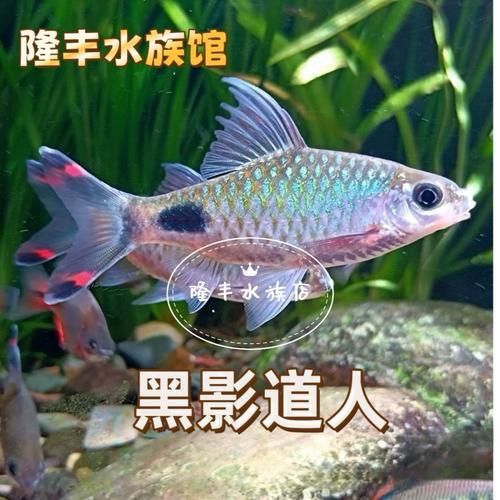 藍線黑影道人圖片 藍線黑影道人圖片 龍魚百科 第3張