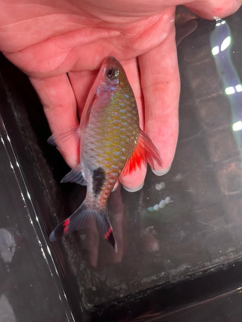 藍線黑影道人圖片 藍線黑影道人圖片 龍魚百科 第4張