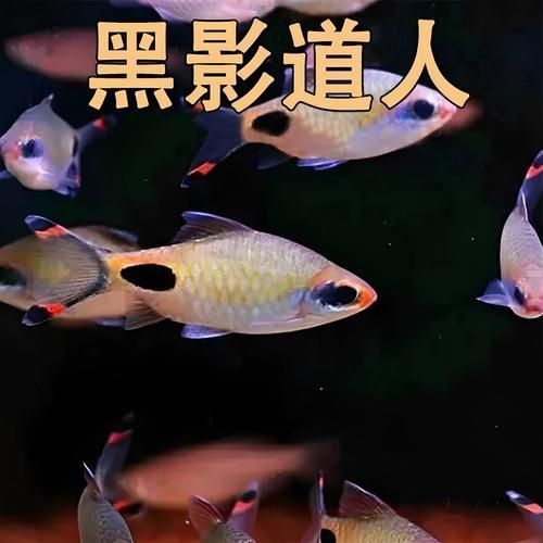 藍線黑影道人圖片 藍線黑影道人圖片 龍魚百科 第7張
