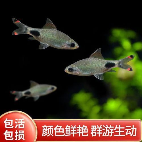 藍線黑影道人圖片 藍線黑影道人圖片 龍魚百科 第6張