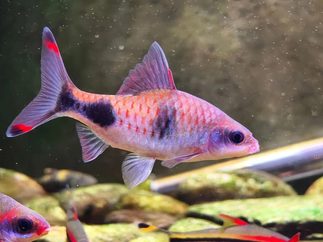 藍線黑影道人圖片 藍線黑影道人圖片 龍魚百科 第9張