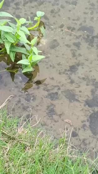 藍線黑影道人圖片 藍線黑影道人圖片 龍魚百科 第11張