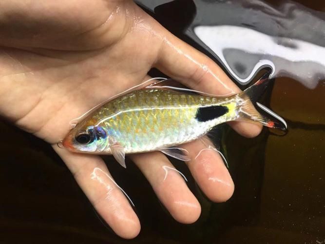 藍線黑影道人圖片 藍線黑影道人圖片 龍魚百科 第13張