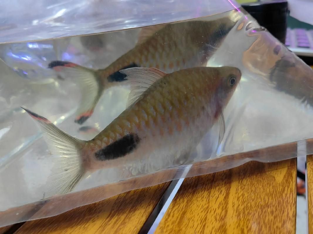 藍線黑影道人圖片 藍線黑影道人圖片 龍魚百科 第15張