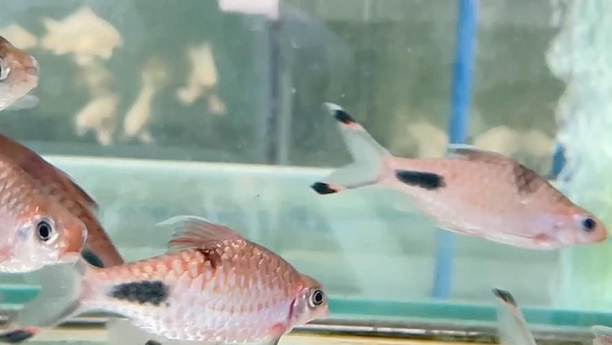 藍線黑影道人圖片 藍線黑影道人圖片 龍魚百科 第16張