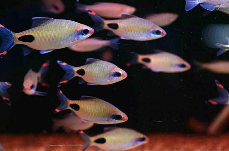 藍線黑影道人圖片 藍線黑影道人圖片 龍魚百科 第19張