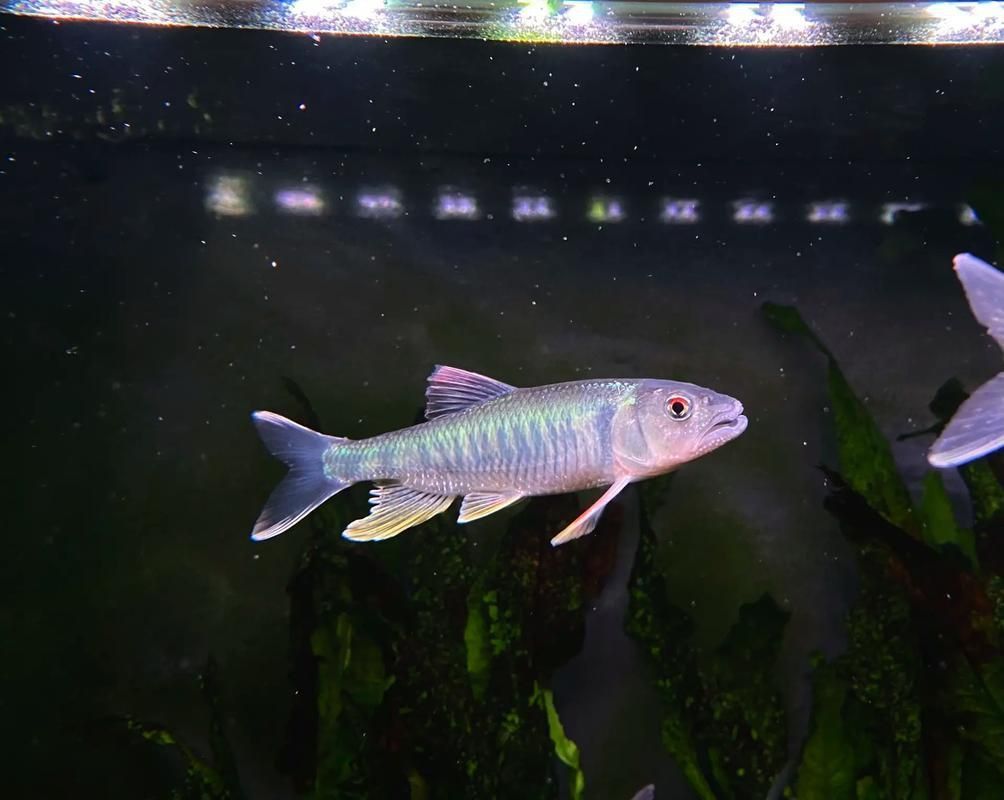 藍線黑影道人圖片 藍線黑影道人圖片 龍魚百科 第20張