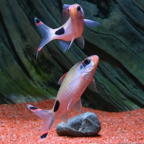 藍線黑影道人圖片 藍線黑影道人圖片 龍魚百科 第18張