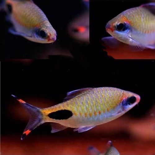 藍線黑影道人圖片 藍線黑影道人圖片 龍魚百科 第21張