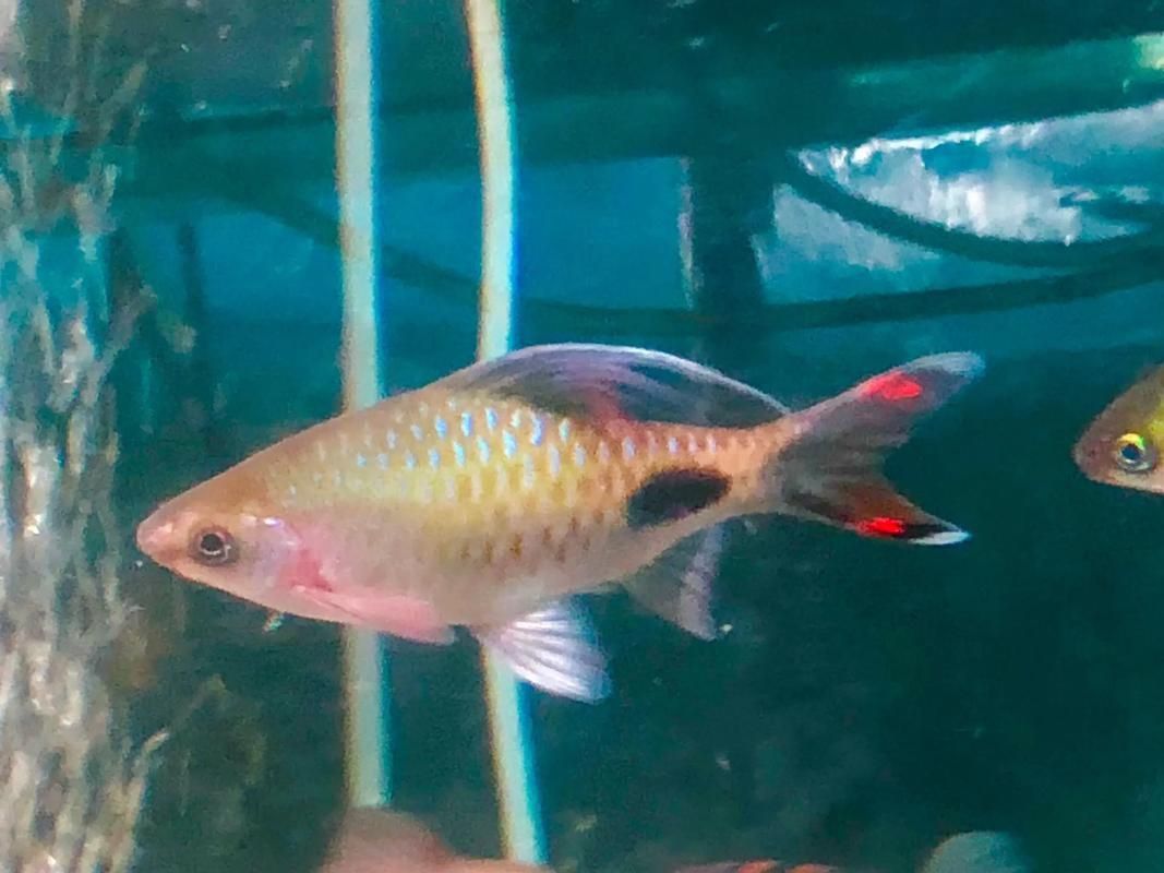 藍線黑影道人圖片 藍線黑影道人圖片 龍魚百科 第23張