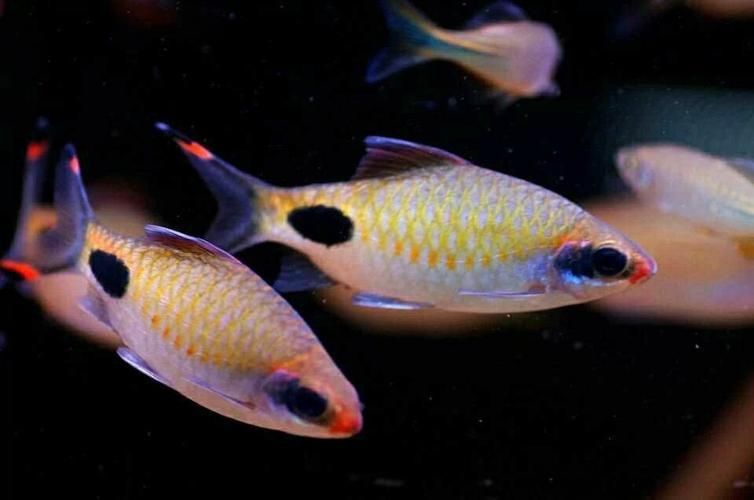 藍線黑影道人圖片 藍線黑影道人圖片 龍魚百科 第24張