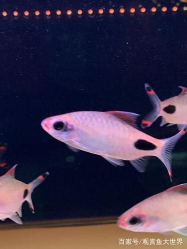 藍線黑影道人圖片 藍線黑影道人圖片 龍魚百科 第22張