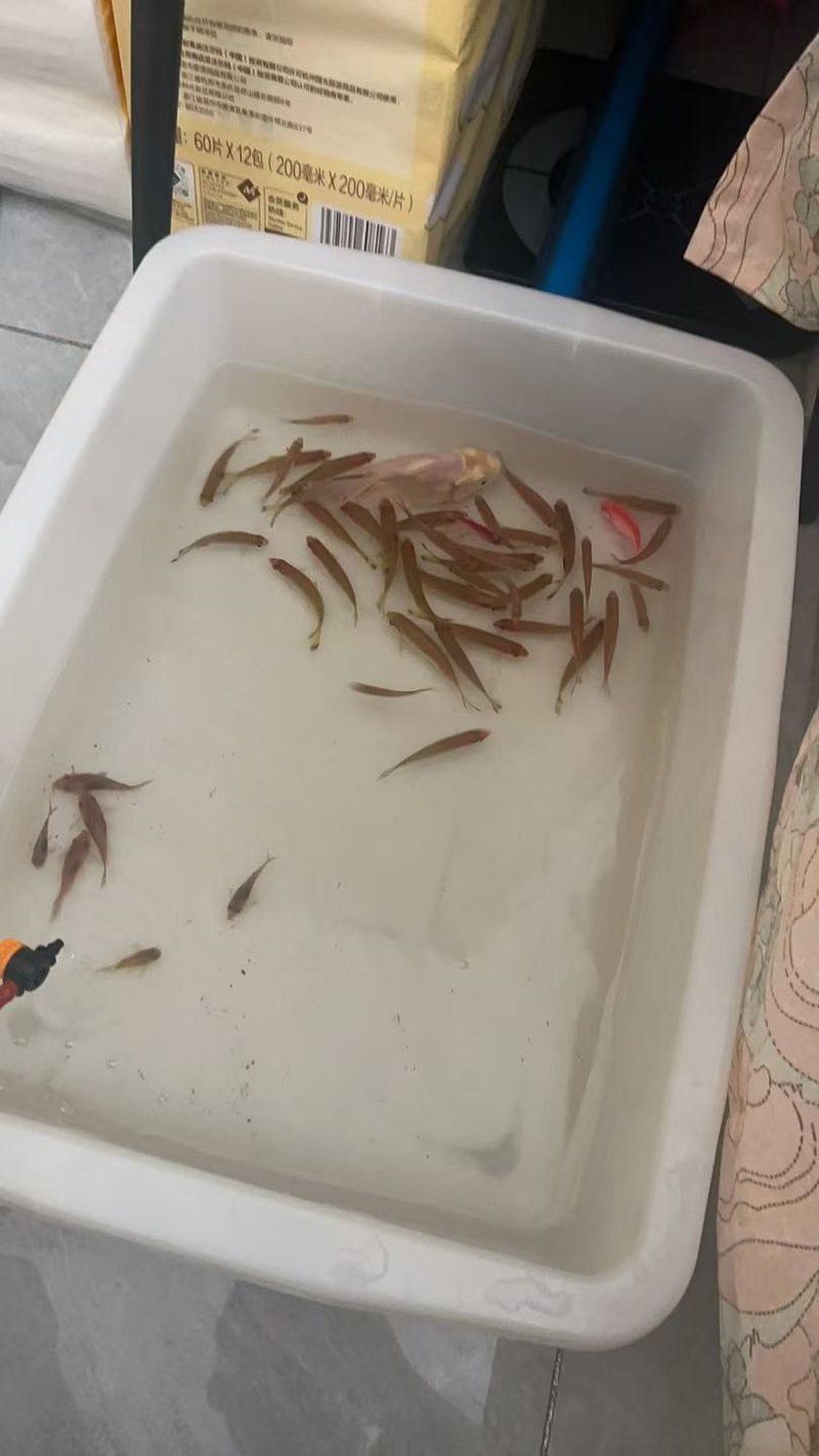 藍線黑影道人圖片 藍線黑影道人圖片 龍魚百科 第26張