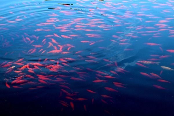 藍龍魚長什么樣子(藍龍魚與其他觀賞魚的區別,) 龍魚百科 第5張 藍龍魚長什么樣子(藍龍魚與其他觀賞魚的區別,) 藍龍魚長什么樣子(藍龍魚與其他觀賞魚的區別,) 龍魚百科 第5張