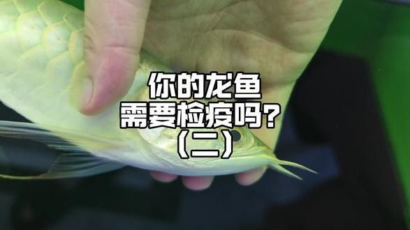 龍魚專用藥水有哪些