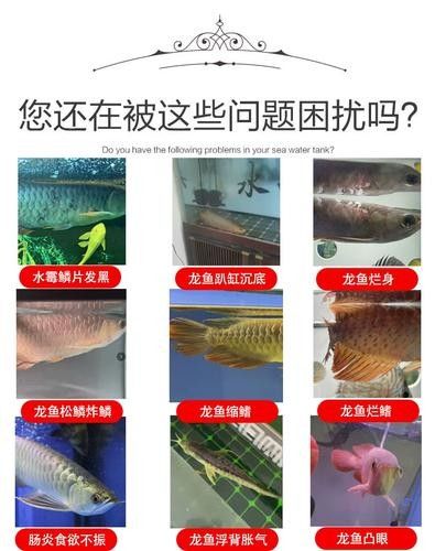 龍魚專用藥水有哪些