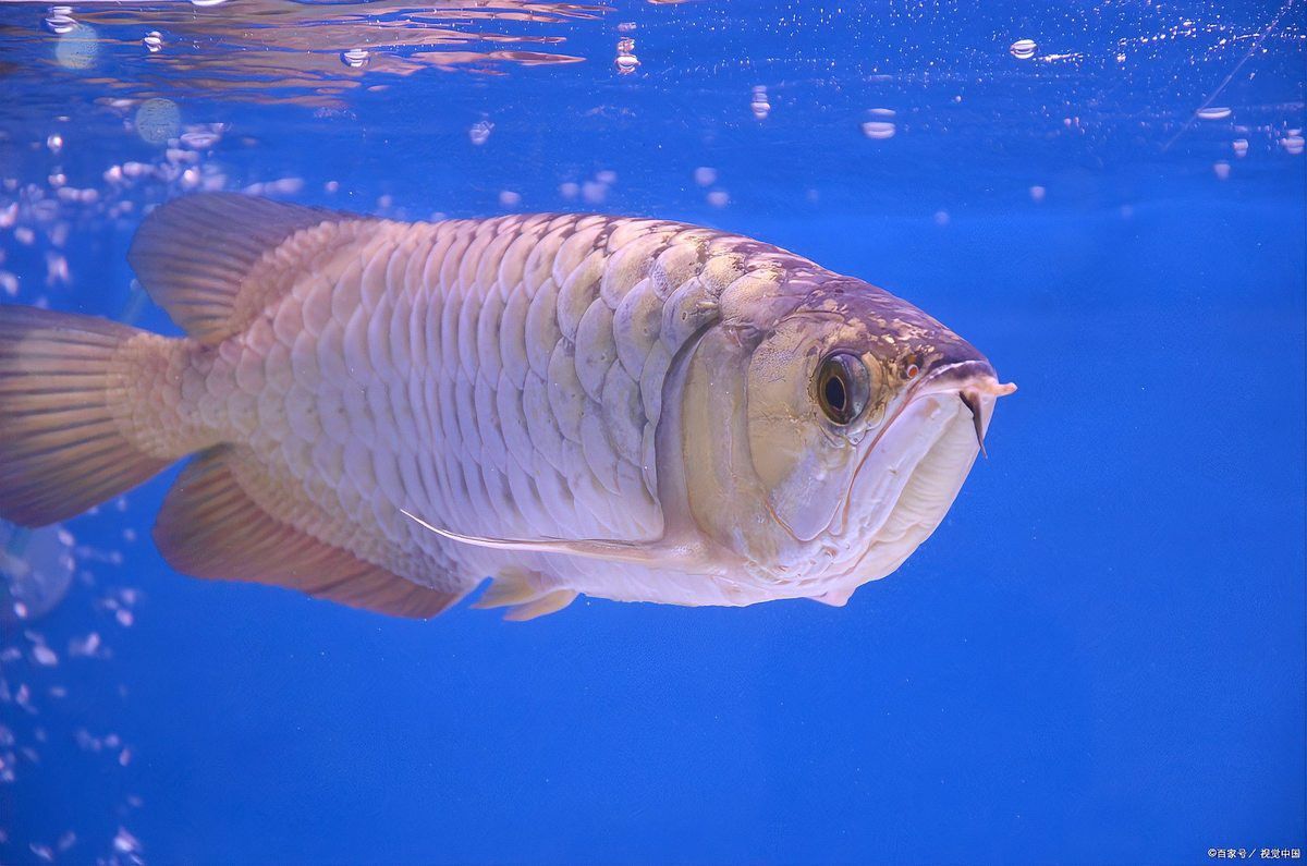 紅金龍魚換水時需要注意什么？