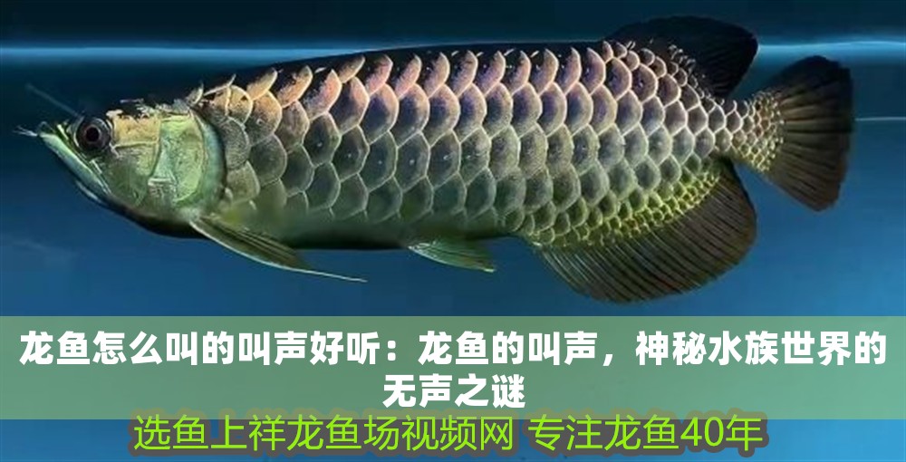龍魚怎么叫的叫聲好聽：龍魚的叫聲，神秘水族世界的無聲之謎