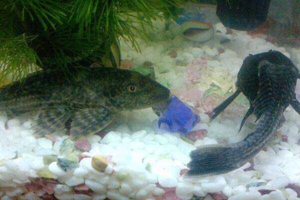 魚缸清道夫都有啥品種（清道夫魚的飼養技巧）