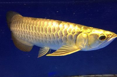 龍魚吃蔬菜嗎（龍魚可以吃蔬菜嗎）