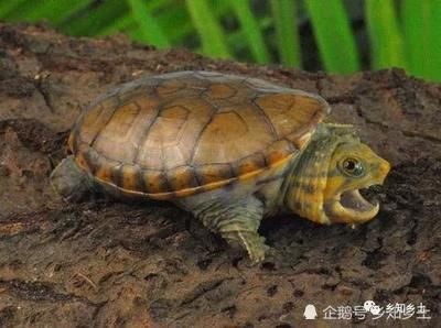 龍魚吃蔬菜嗎（龍魚可以吃蔬菜嗎）