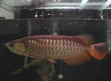 古典過背金龍魚混養銀龍魚（古典過背金龍魚與銀龍魚混養的成功案例） 古典過背金龍魚混養銀龍魚（古典過背金龍魚與銀龍魚混養的成功案例） 龍魚百科 第5張