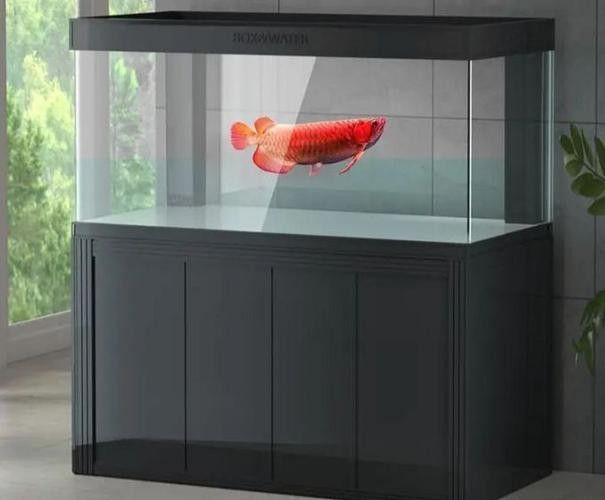 適合龍魚的魚缸尺寸圖