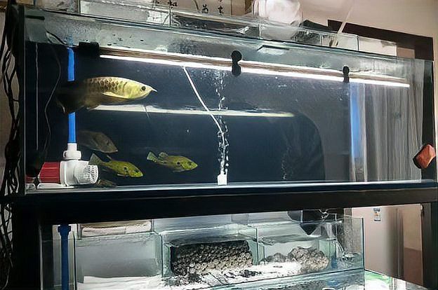 適合龍魚的魚缸尺寸圖