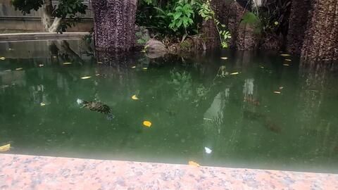 棲鳳竹池養(yǎng)化龍魚寓意什么（庭栽棲鳳竹池養(yǎng)化龍魚）