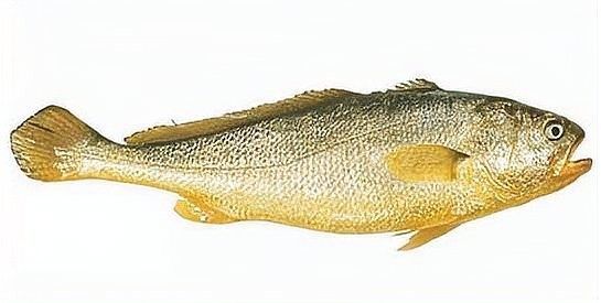 黃花魚和金龍魚