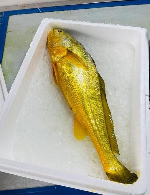 黃花魚和金龍魚