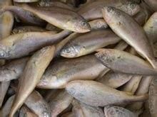 黃花魚和金龍魚