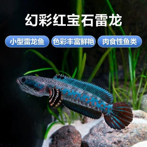 紅雷龍魚圖片欣賞 紅雷龍魚圖片欣賞 龍魚百科 第10張
