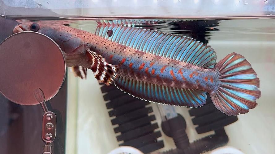 紅雷龍魚圖片欣賞 紅雷龍魚圖片欣賞 龍魚百科 第11張