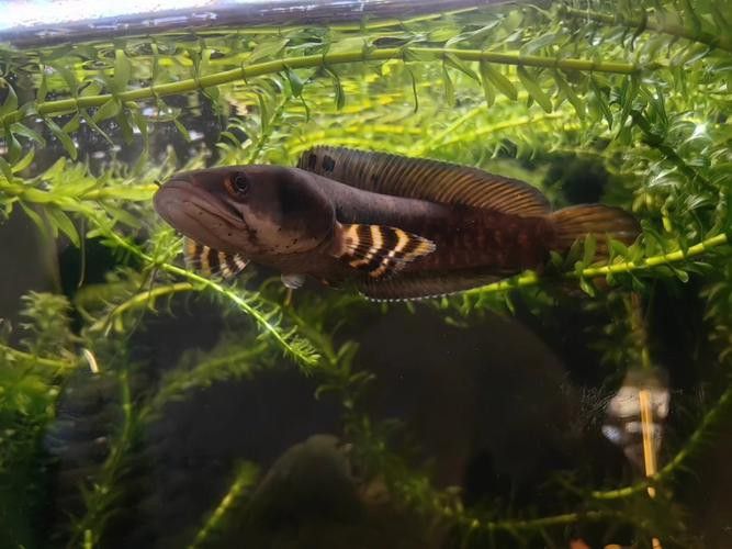 紅雷龍魚圖片欣賞 紅雷龍魚圖片欣賞 龍魚百科 第17張