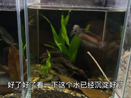 紅雷龍魚圖片欣賞 紅雷龍魚圖片欣賞 龍魚百科 第22張