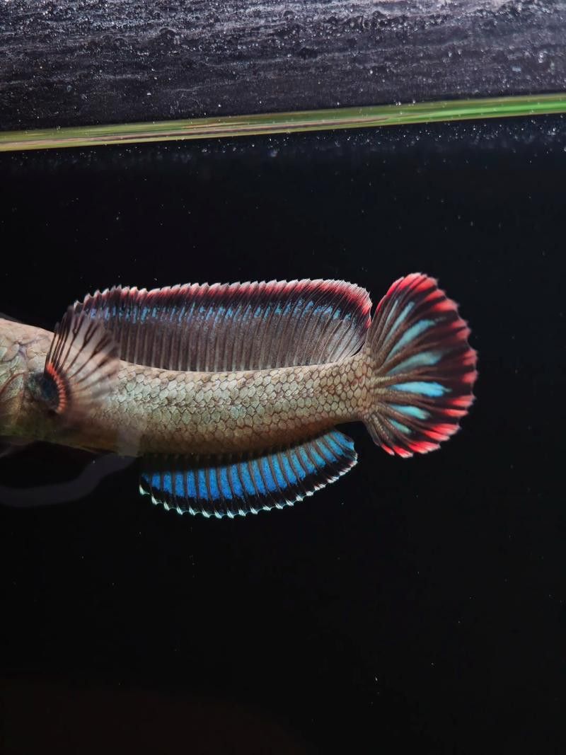 紅雷龍魚圖片欣賞 紅雷龍魚圖片欣賞 龍魚百科 第28張