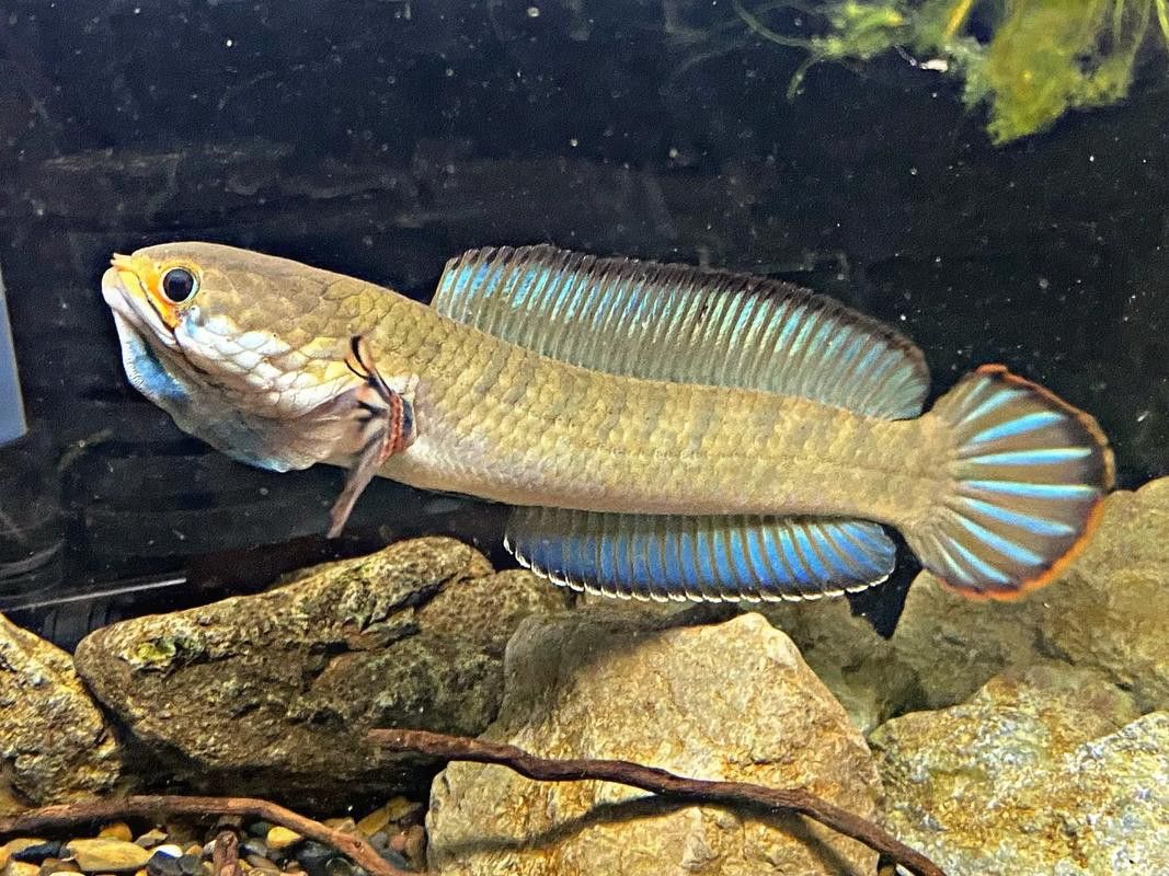 紅雷龍魚圖片欣賞 紅雷龍魚圖片欣賞 龍魚百科 第31張