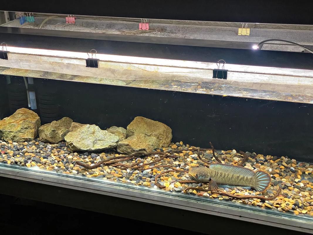 紅雷龍魚圖片欣賞 紅雷龍魚圖片欣賞 龍魚百科 第35張