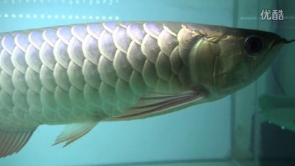 杭州哪可以買金龍魚（杭州金龍魚專賣店）