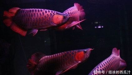養龍魚真的可以改變風水嗎：養龍魚真的可以改變風水嗎，