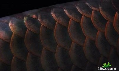 龍魚腹部鱗片立鱗：龍魚腹部鱗片立鱗可能由多種因素引起龍魚的立鱗現(xiàn)象