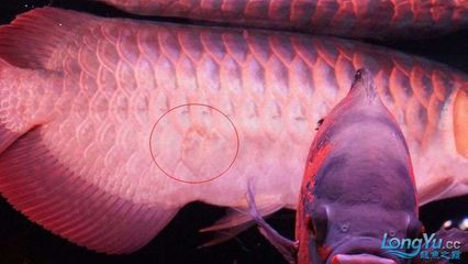 龍魚(yú)腹部鱗片立鱗：龍魚(yú)腹部鱗片立鱗可能由多種因素引起龍魚(yú)的立鱗現(xiàn)象