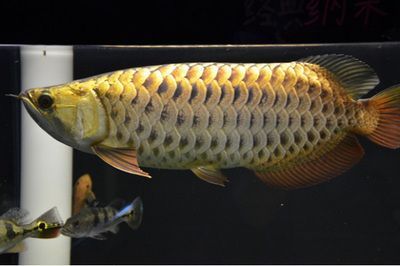 金龍魚粗框好還是細框好，粗框金龍魚好還是細框好：粗框金龍魚好還是細框金龍魚好 金龍魚粗框好還是細框好，粗框金龍魚好還是細框好：粗框金龍魚好還是細框金龍魚好 龍魚百科 第1張
