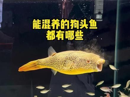 龍魚和狗頭魚能一起養嗎 龍魚和狗頭魚能一起養嗎 龍魚百科 第3張