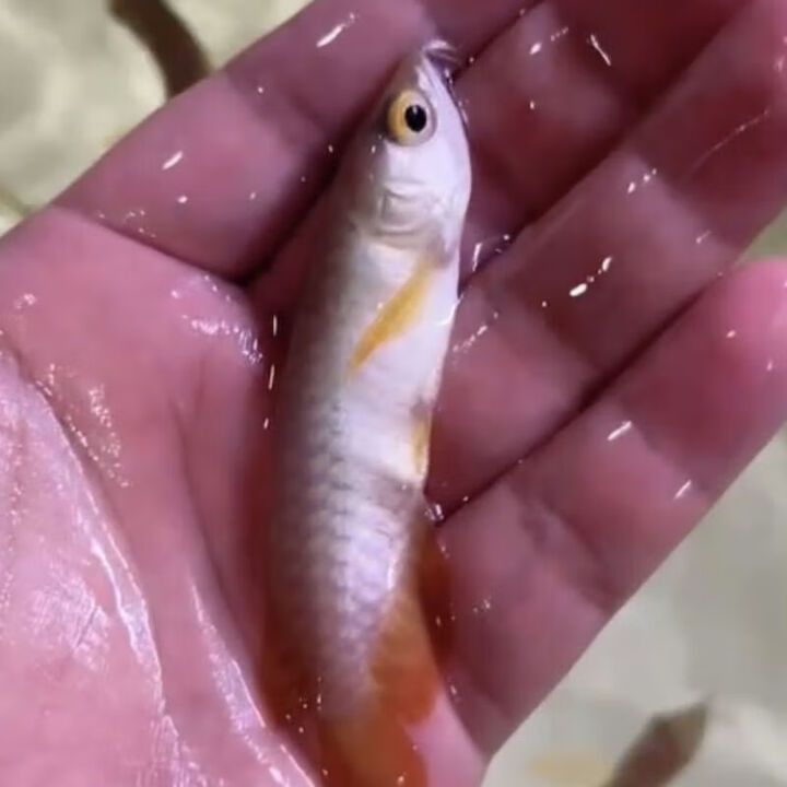 如何判斷金頭金龍魚的年齡？